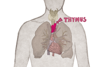 The location of the Thymus